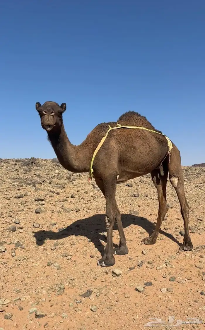 ناقه صفرا طيبه 1