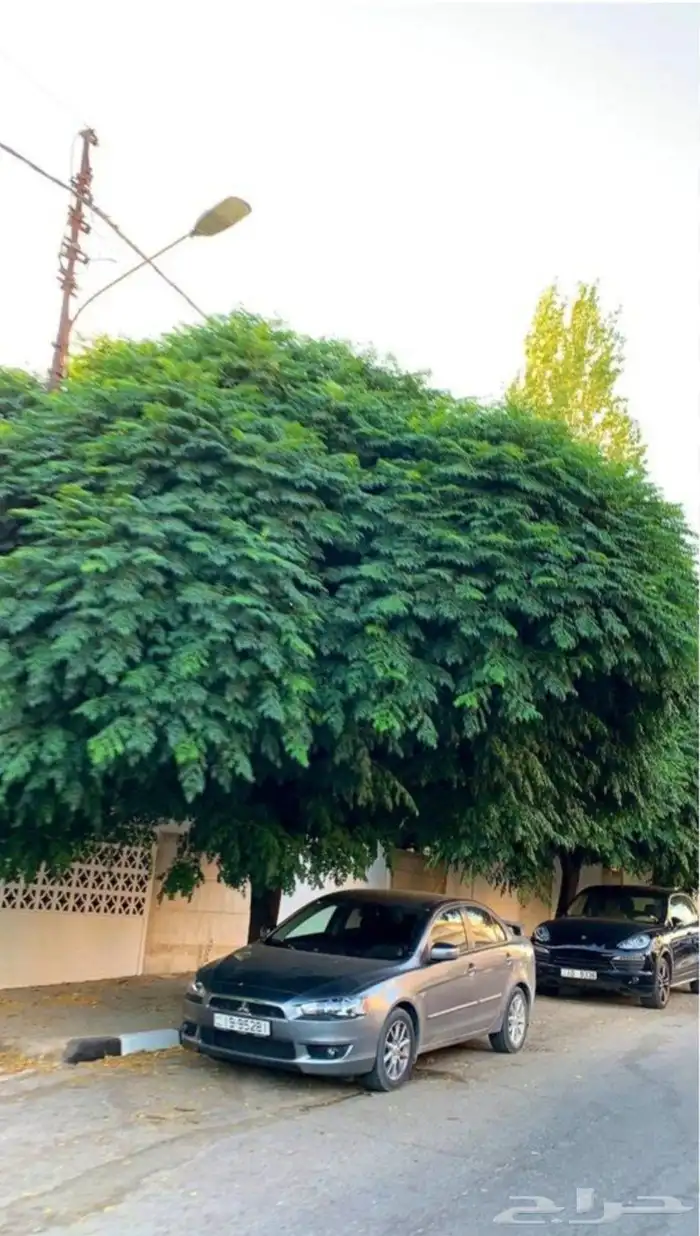 The tree is the long Indian jujube Ziziphus mauritiana or th 1