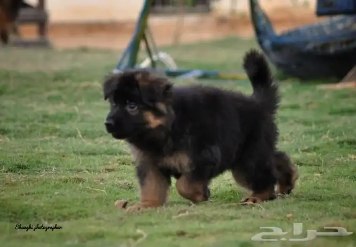 افضل انواع الكلاب .جراوي . كلاب لحراسة الحلال اقامه.تدريب 3