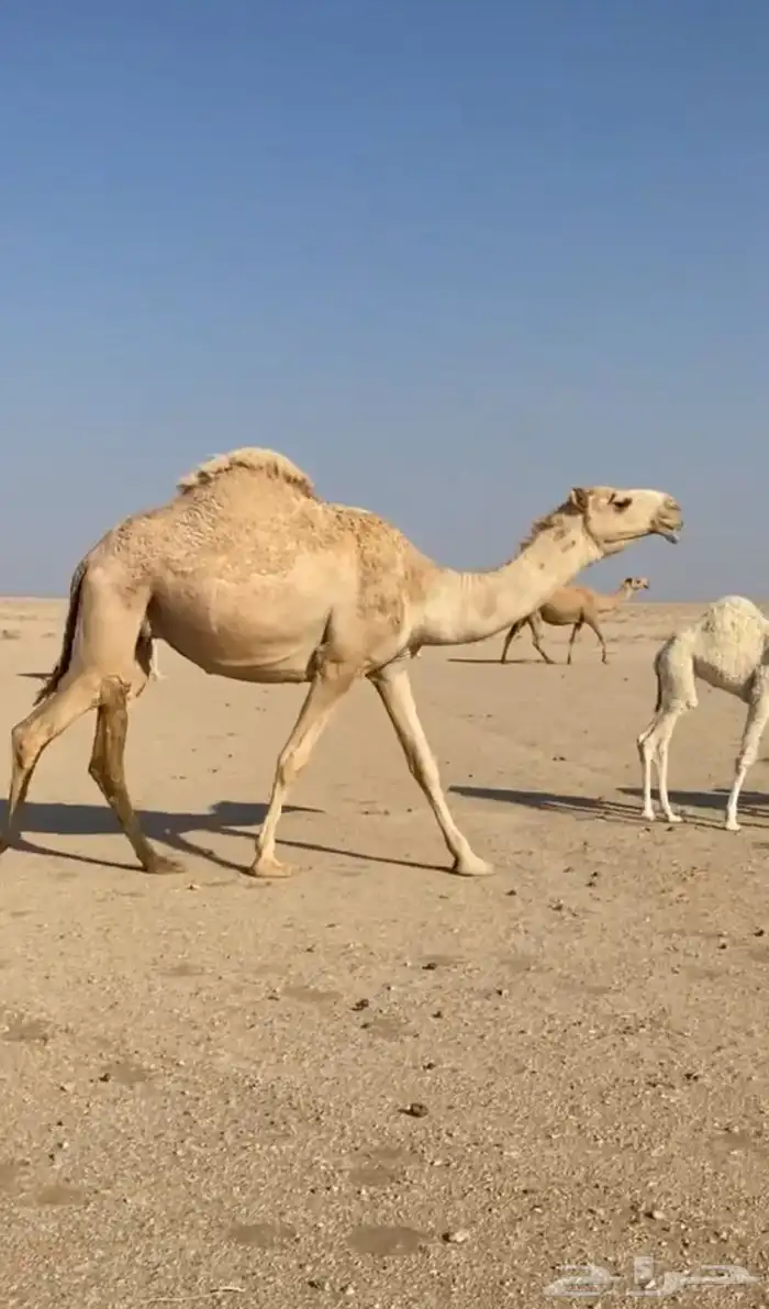 خلفه للبيع 1