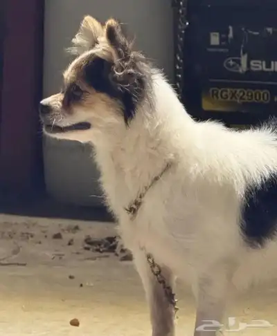 للببع انثى شواوا index