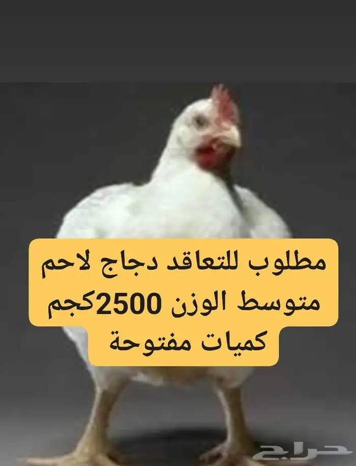 مطلوب دجاج لاحم اوزان كبيرة متوسط الوزن 2500 كجم 0