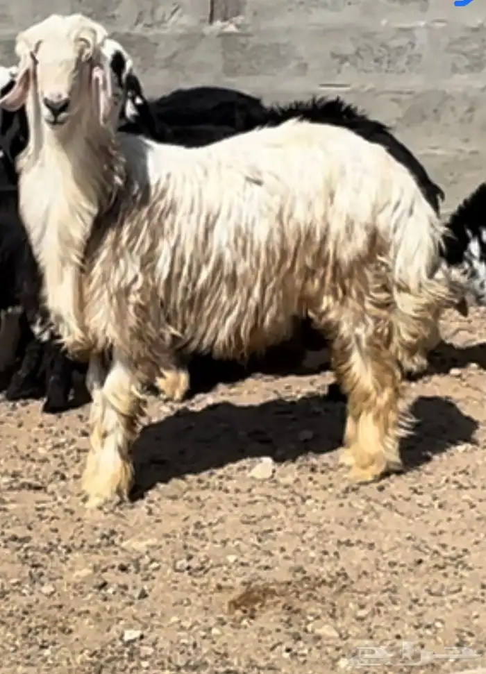 للبيع خروف نجدي رملي مشروع فحل 0