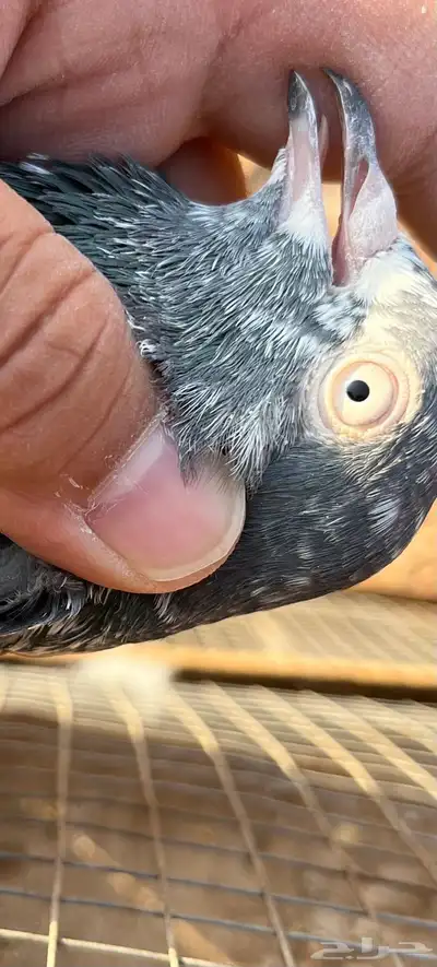 للبيع جوز تيدي جنسرا index