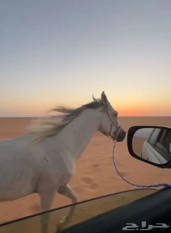 للبيع حصان عربي من مربط الجبرين ولدالعبيه معه ورقه هدي 2