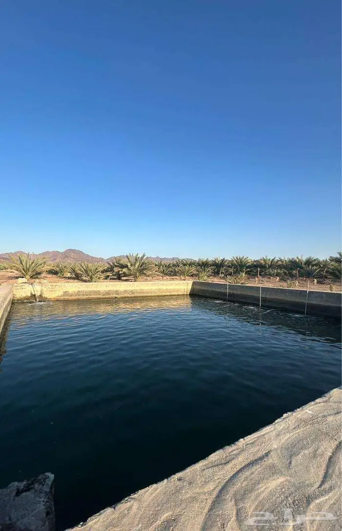 للبيع مزرعة مميزة بصك شرعي في شجوى بالمدينة المنورة 1