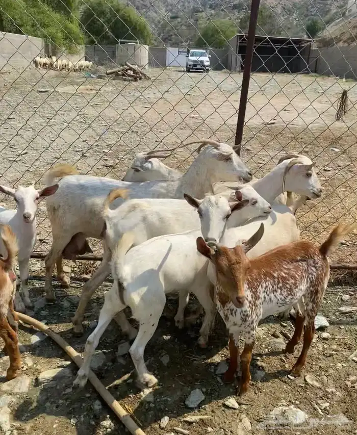 غنم مقنى الموقع خميس البحر 1