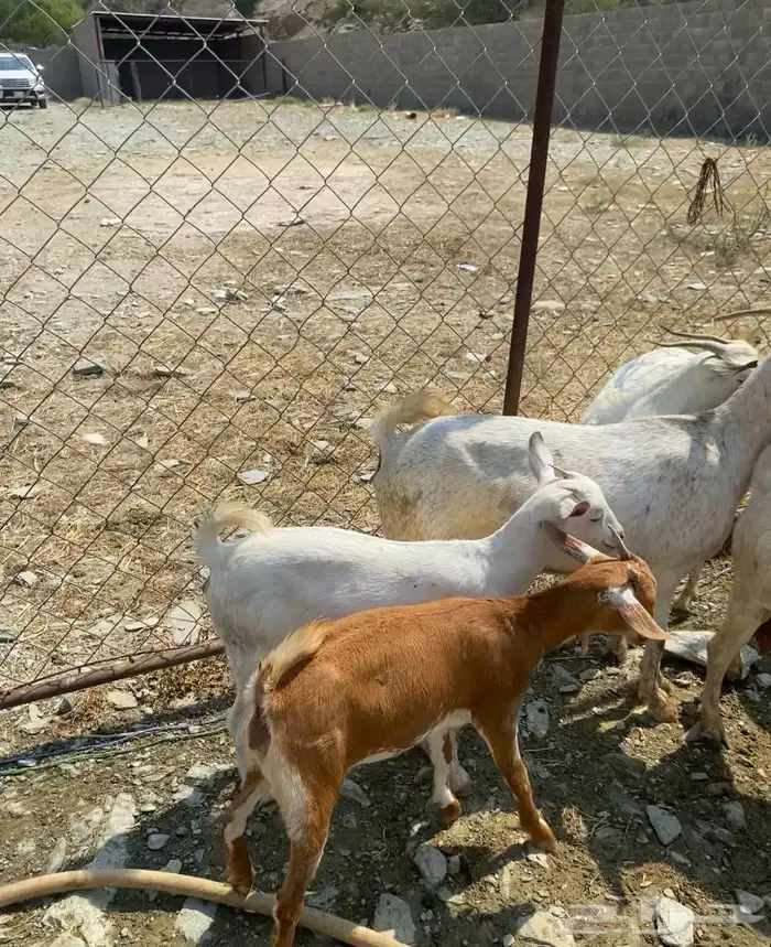 غنم مقنى الموقع خميس البحر 2