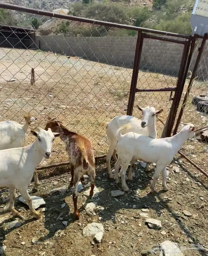 غنم مقنى الموقع خميس البحر 4