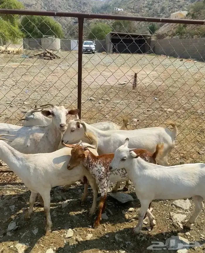 غنم مقنى الموقع خميس البحر 3