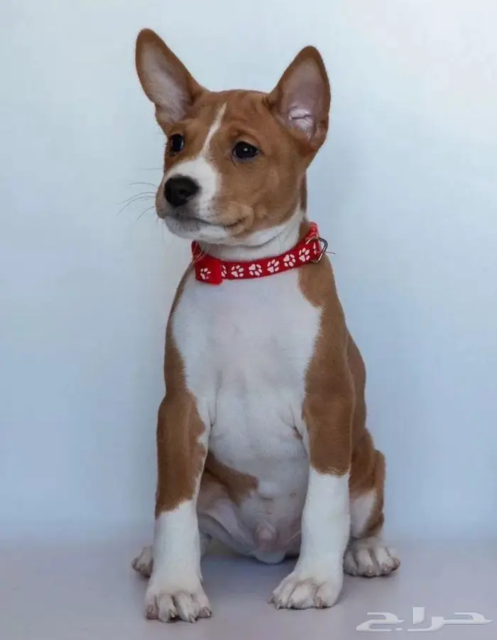 جرو باسينجي ولد من روسيا 2