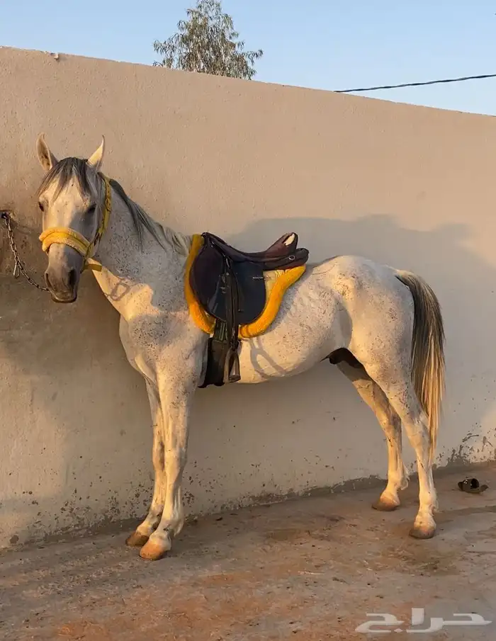 للبيع حصان عربي من مربط الجبرين ولدالعبيه معه ورقه هدي 0