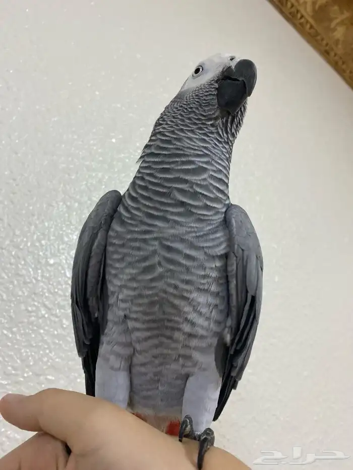 كاسكو اليف ومتكلام 4