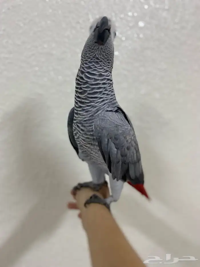 كاسكو اليف ومتكلام 5