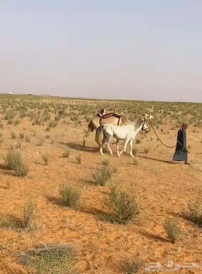 للبيع حصان عربي من مربط الجبرين ولدالعبيه معه ورقه هدي 3