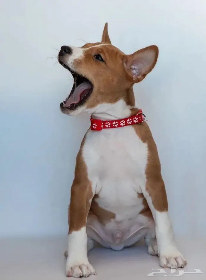 جرو باسينجي ولد من روسيا 1