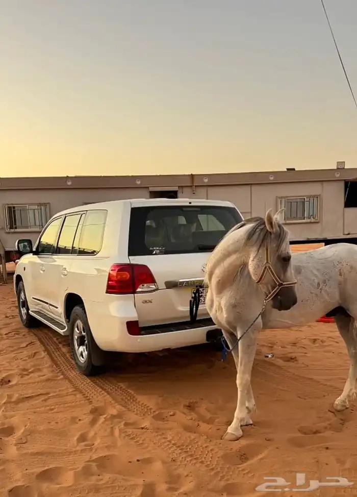 للبيع حصان عربي من مربط الجبرين ولدالعبيه معه ورقه هدي 4