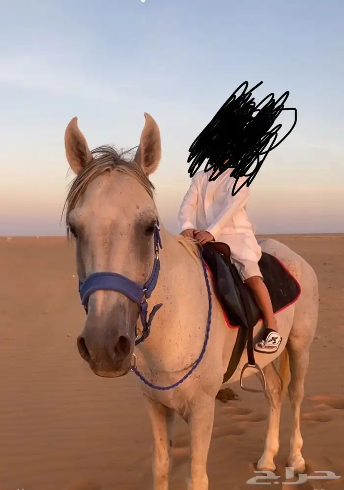 للبيع حصان عربي من مربط الجبرين ولدالعبيه معه ورقه هدي 1