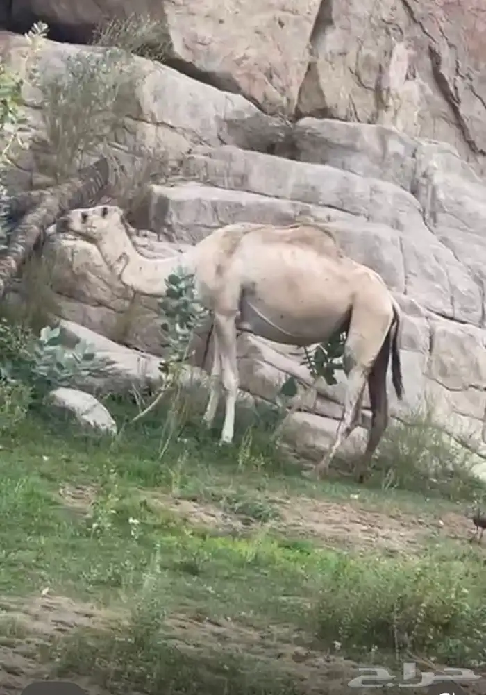 ناقتين ضايعه 2