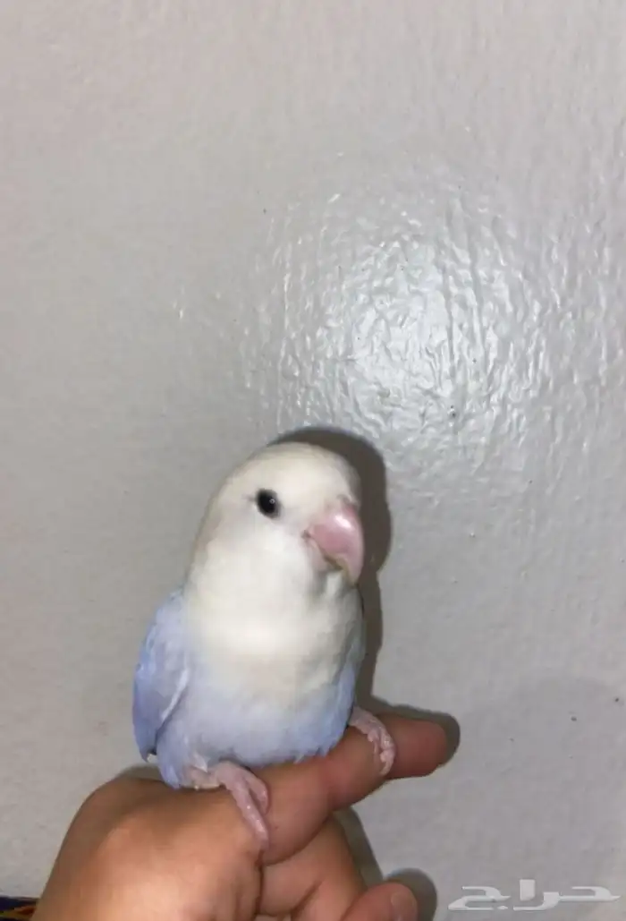 ببغاء 4