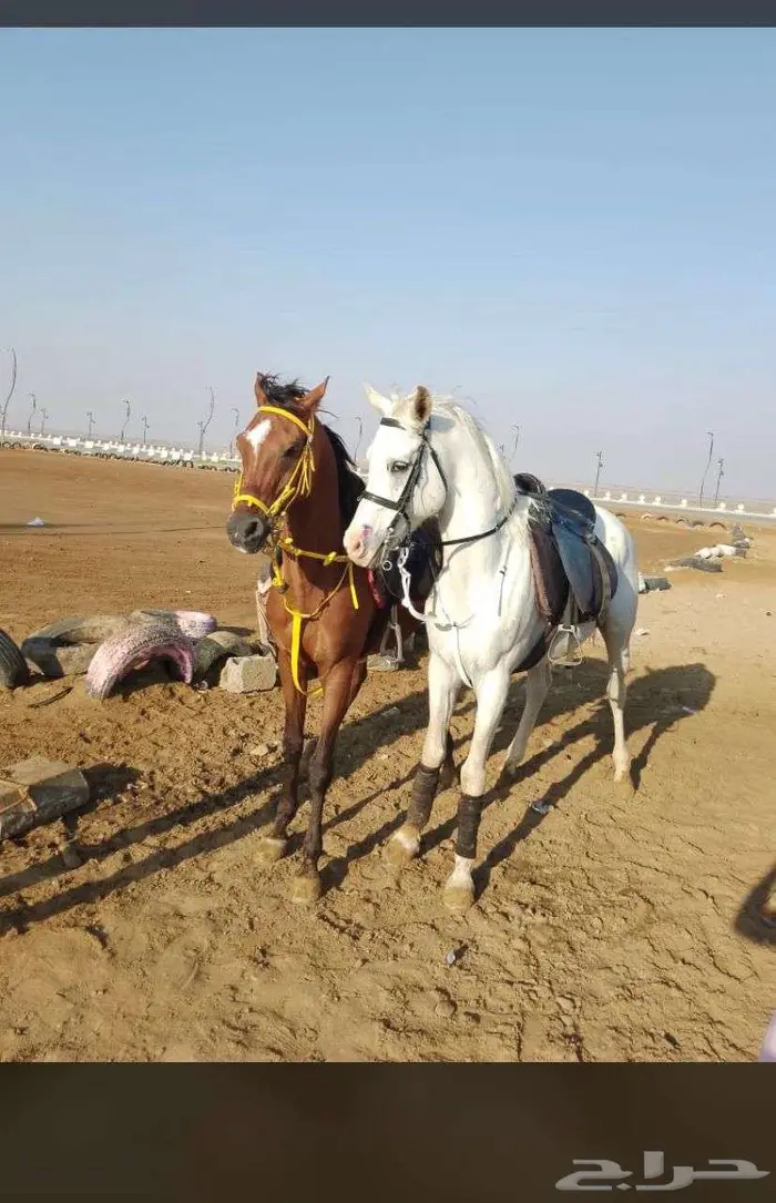 ايجار خيل ودبابات وبقيات وجمال 17