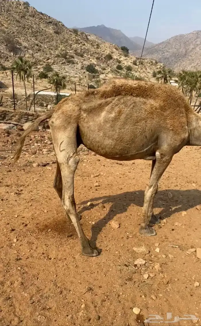 ناقتين ضايعه 1