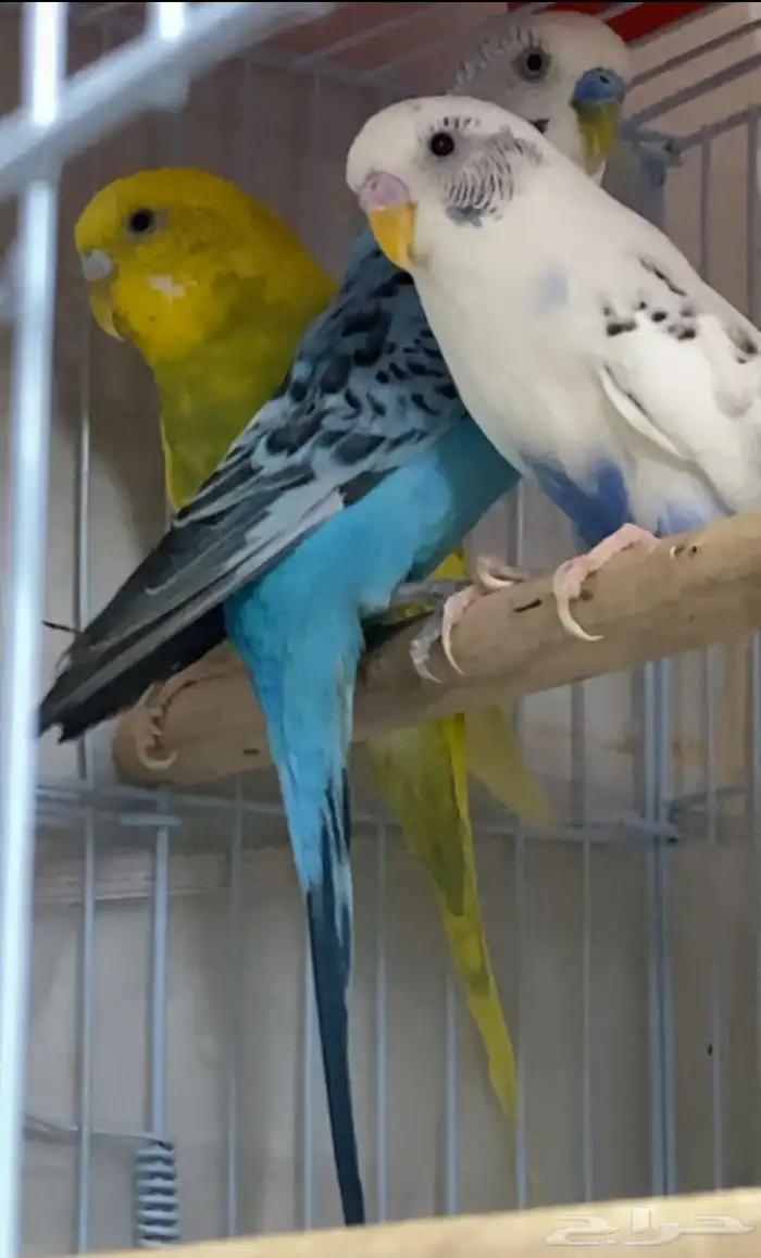 طيور للبيع 0