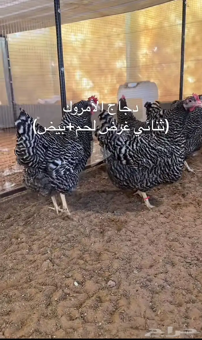 امروك الامريكي 0