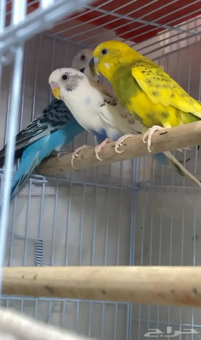 طيور للبيع 1