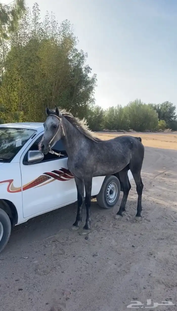 حصان للبيع 0