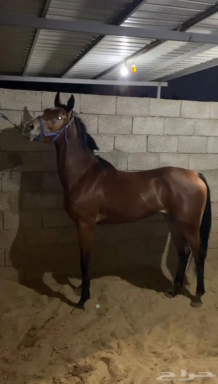 فرس شيخه للبيع 0