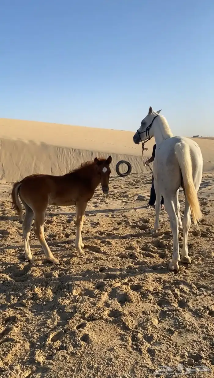 فرس عربية لقاح و تحتها مهر جزيريات اصايل 9
