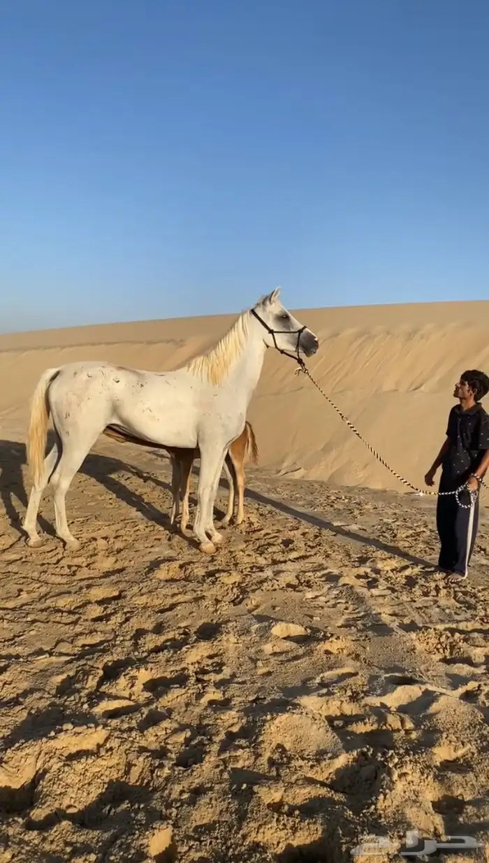 فرس عربية لقاح و تحتها مهر جزيريات اصايل 4