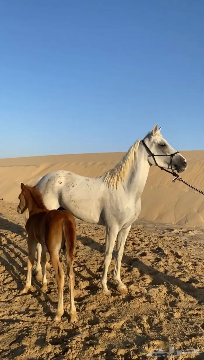 فرس عربية لقاح و تحتها مهر جزيريات اصايل 5