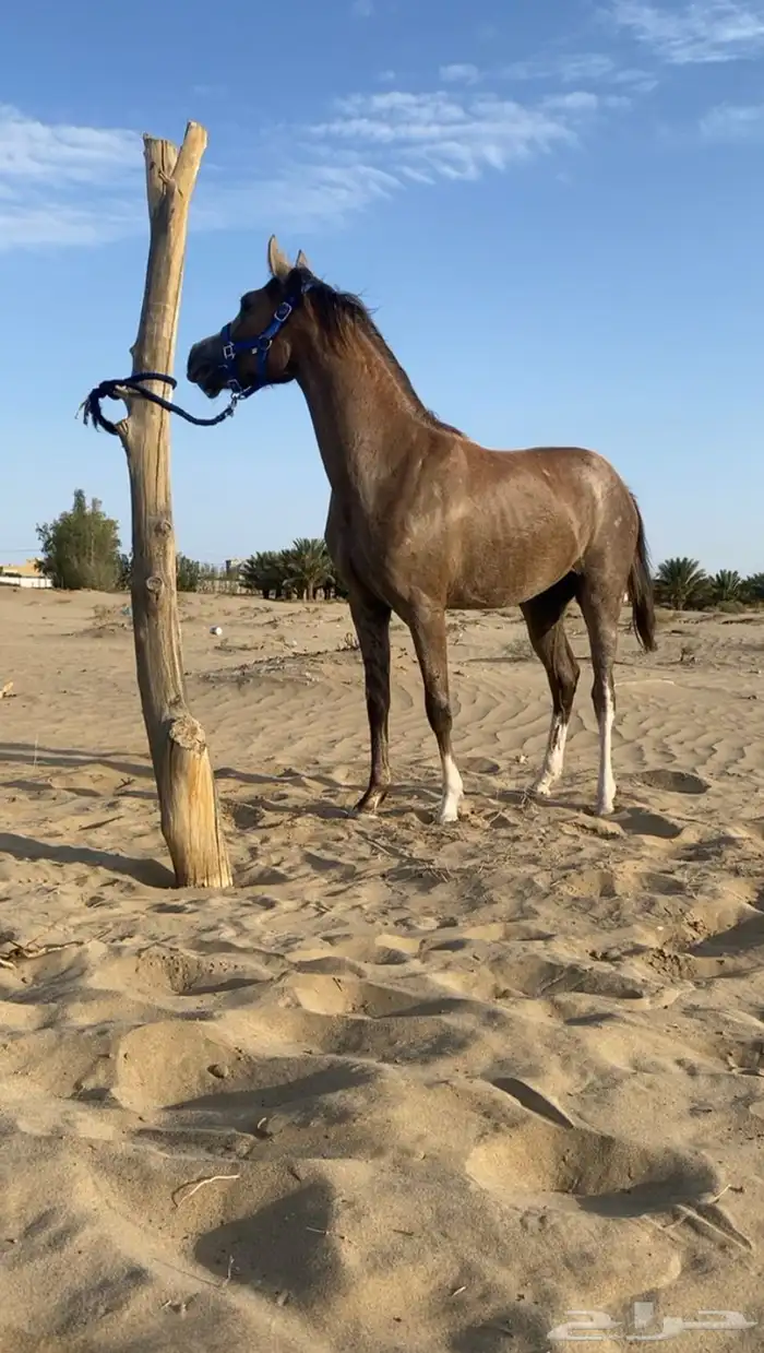 مهره كفو كفو كفو 2