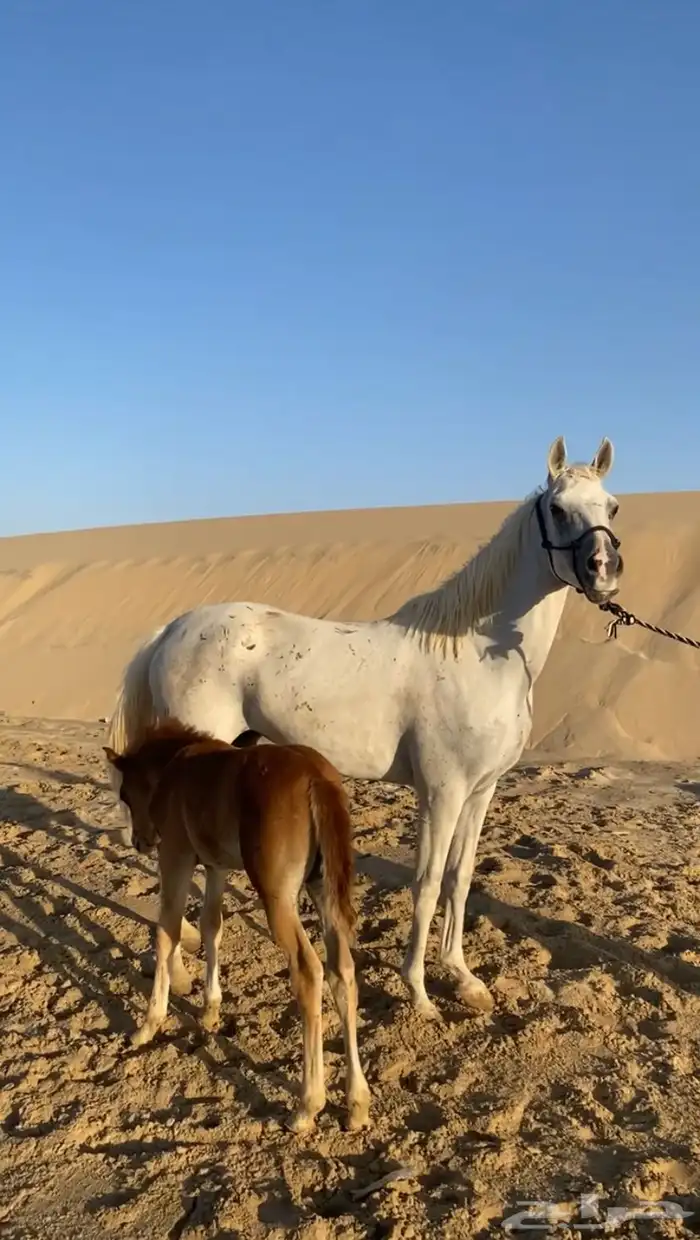 فرس عربية لقاح و تحتها مهر جزيريات اصايل 7
