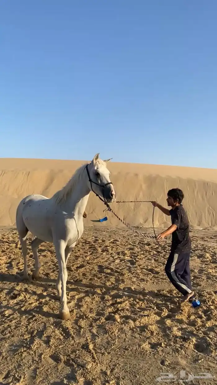 فرس عربية لقاح و تحتها مهر جزيريات اصايل 6