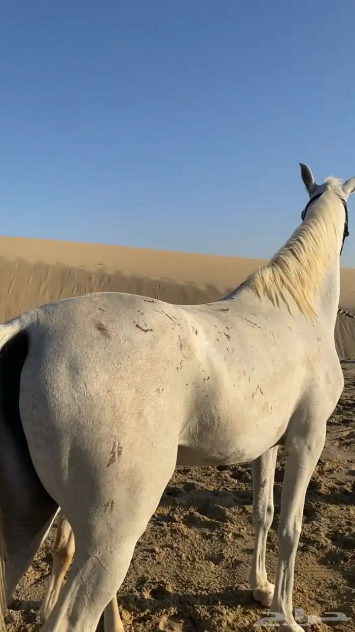 فرس عربية لقاح و تحتها مهر جزيريات اصايل 10