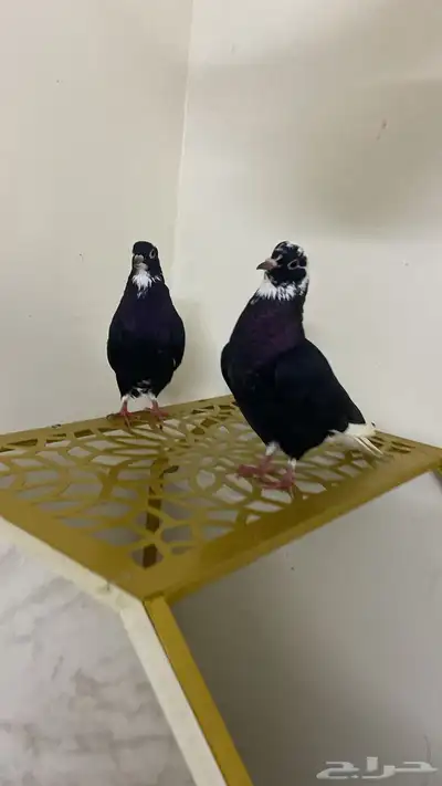 قطيفي درع index