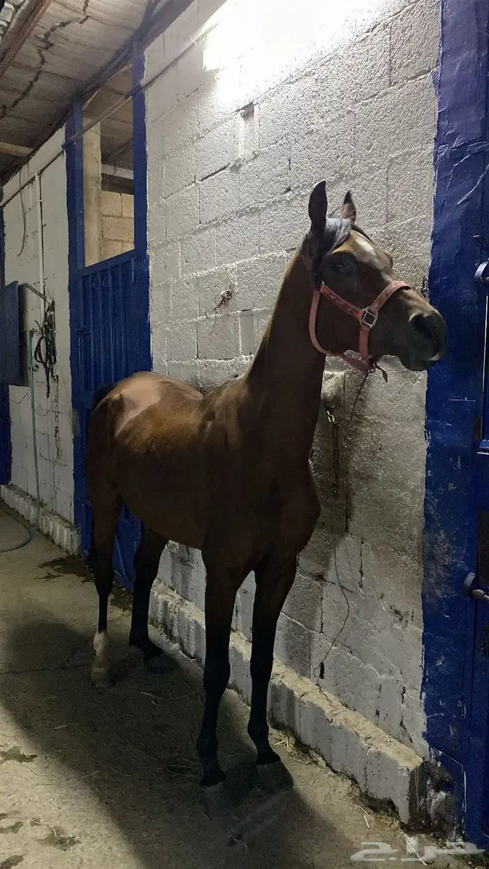 حصان عربي اصيل 2