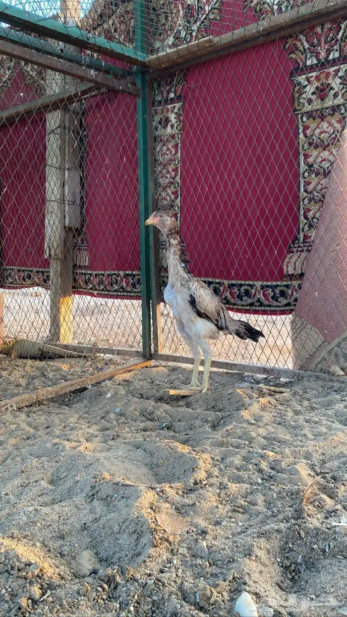 شامو ياباني دياكه اثنين ودجاجه العمر 7 شهور 2