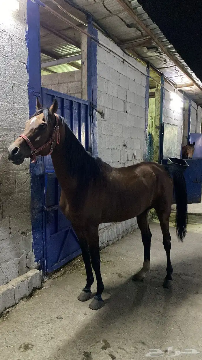 حصان عربي اصيل 3