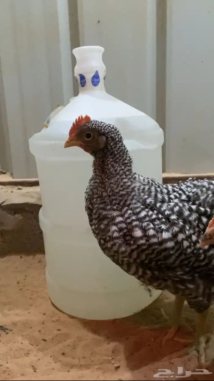 امروك الامريكي 3