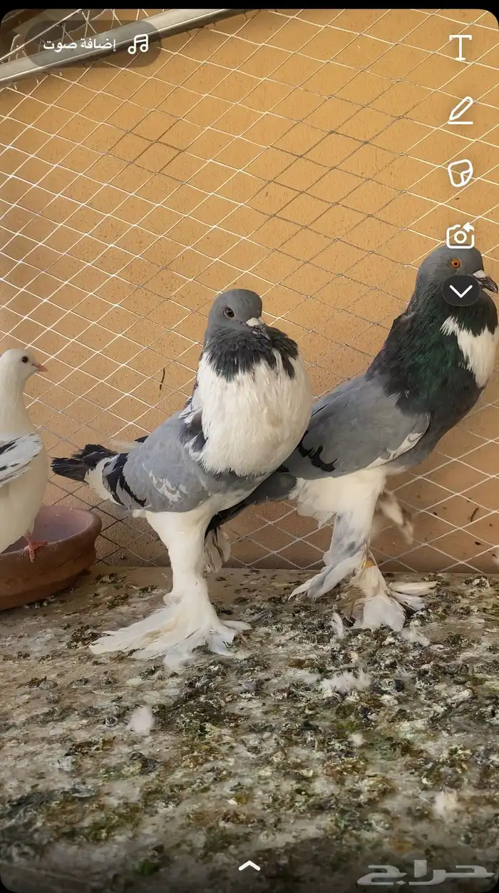 زوج نفاخ ابو هلال 1