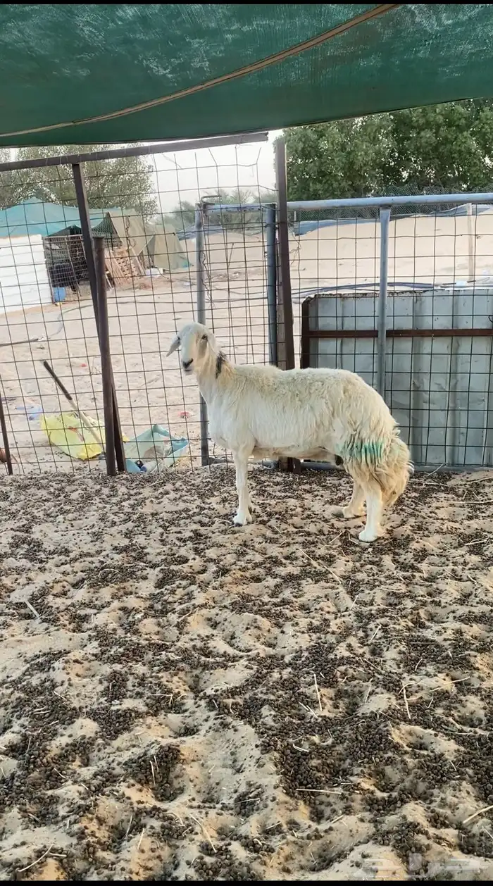 للبيع حريات طيبات 1