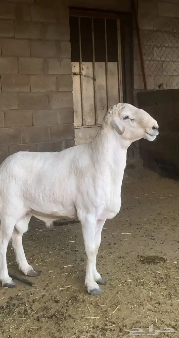 فحل ضان صنف 0