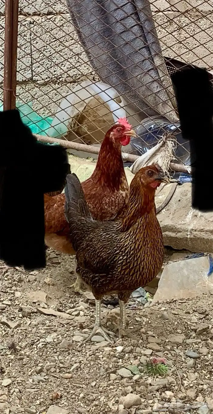 دجاج بلدي اصيل 0