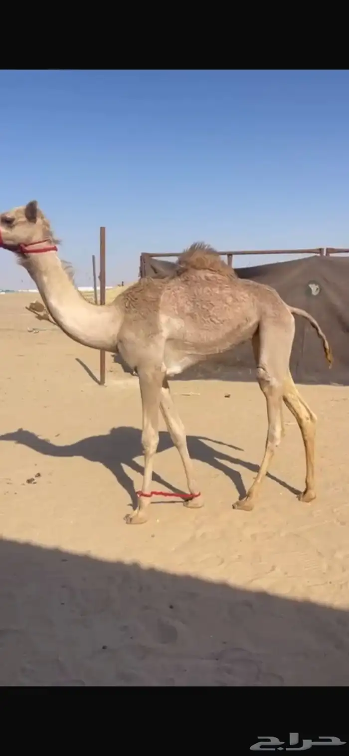 بكره اصيل للبيع 1