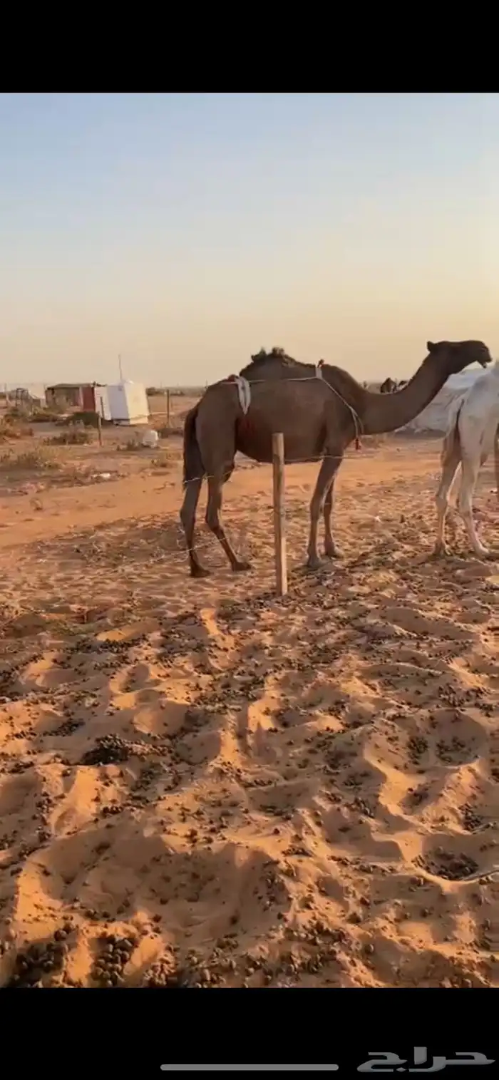 ناقه صفرا ضروبه 0