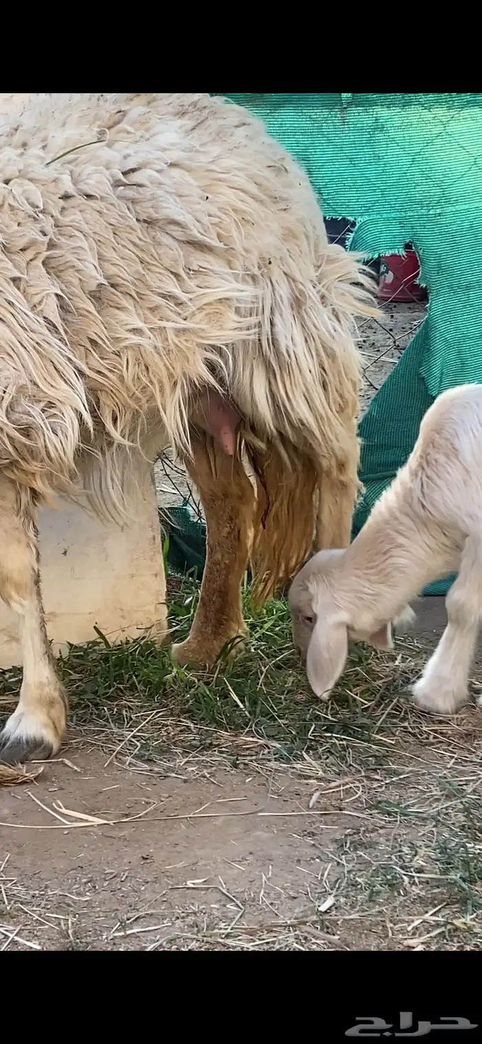 نعجه صفراء متبع 1